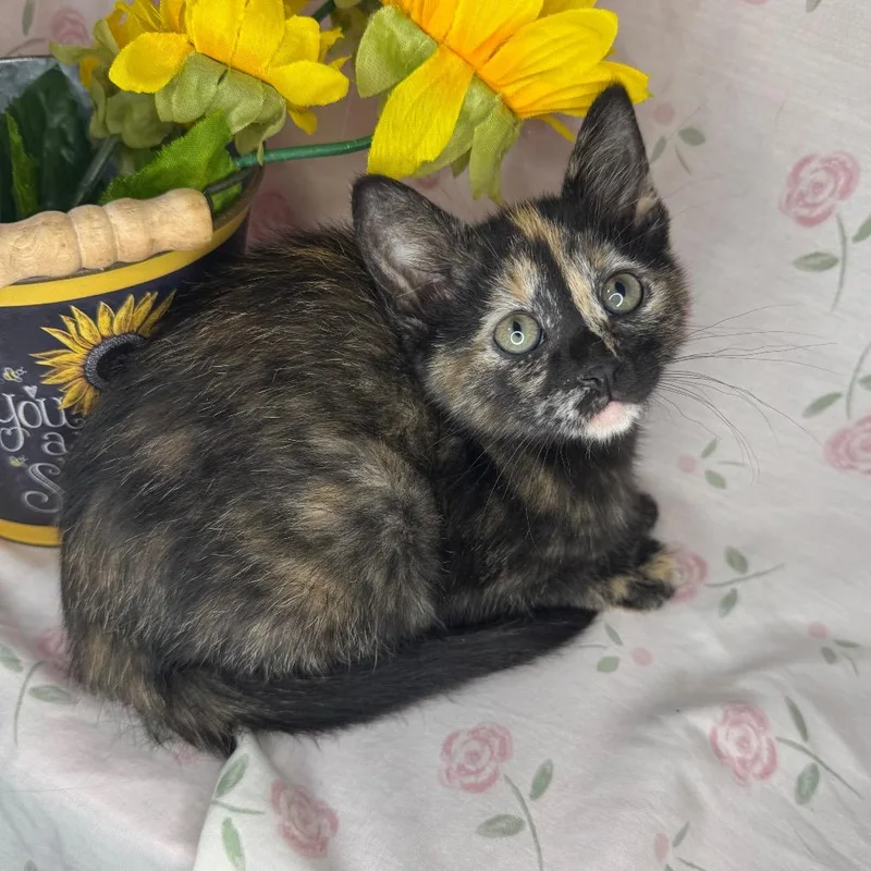 A baby small-sized female Tortoiseshell Domestic Short Hair cat named Midge for adoption in Mount Vernon, IL