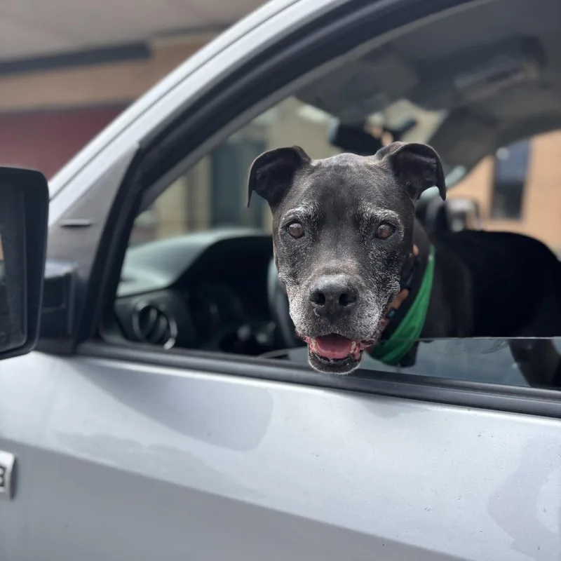 A senior medium-sized male Black Pit Bull Terrier dog named Tony Aka Skippy for adoption in San Diego, CA
