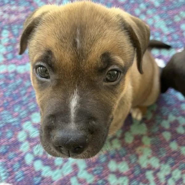A baby medium-sized male American Staffordshire Terrier dog named Shagbark for adoption in Walnut Creek, CA