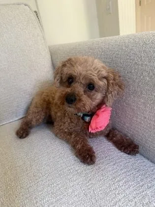 An adult small-sized female Poodle dog named Angie for adoption in Fort Worth, TX