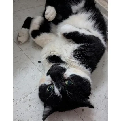 A young medium-sized male Domestic Short Hair cat named Goose   Fiv+ for adoption in Hudson, MA