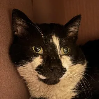 Goose   Fiv+ thumbnail 2