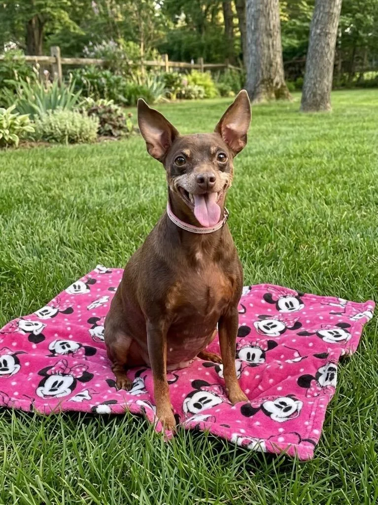 An adult small-sized female Miniature Pinscher dog named Penny for adoption in St. Augustine, FL