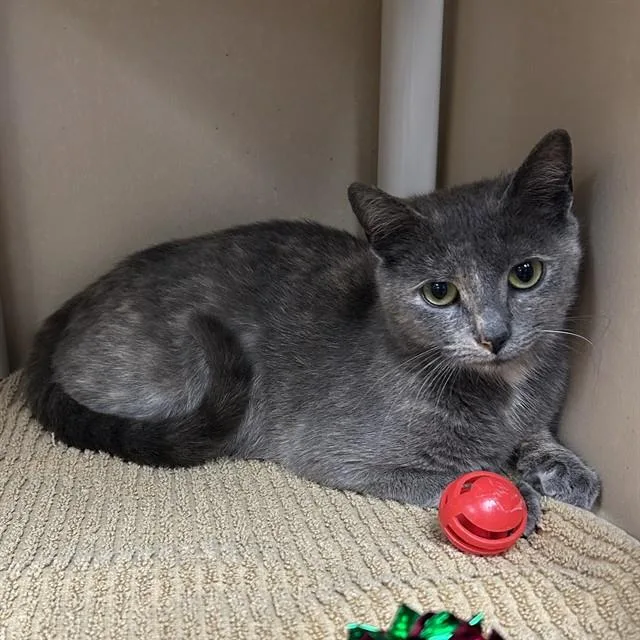 A young medium-sized female Domestic Short Hair cat named Leah for adoption in Lincolnton, NC