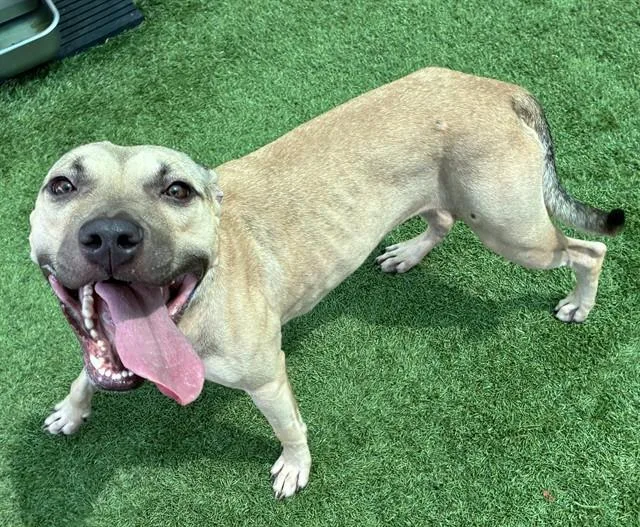 A young large-sized female Black Mouth Cur dog named Kacey for adoption in Sarasota, FL