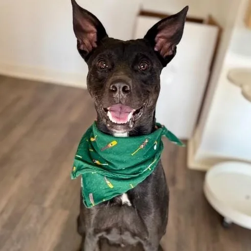 Jax Toy Loving Gentleman