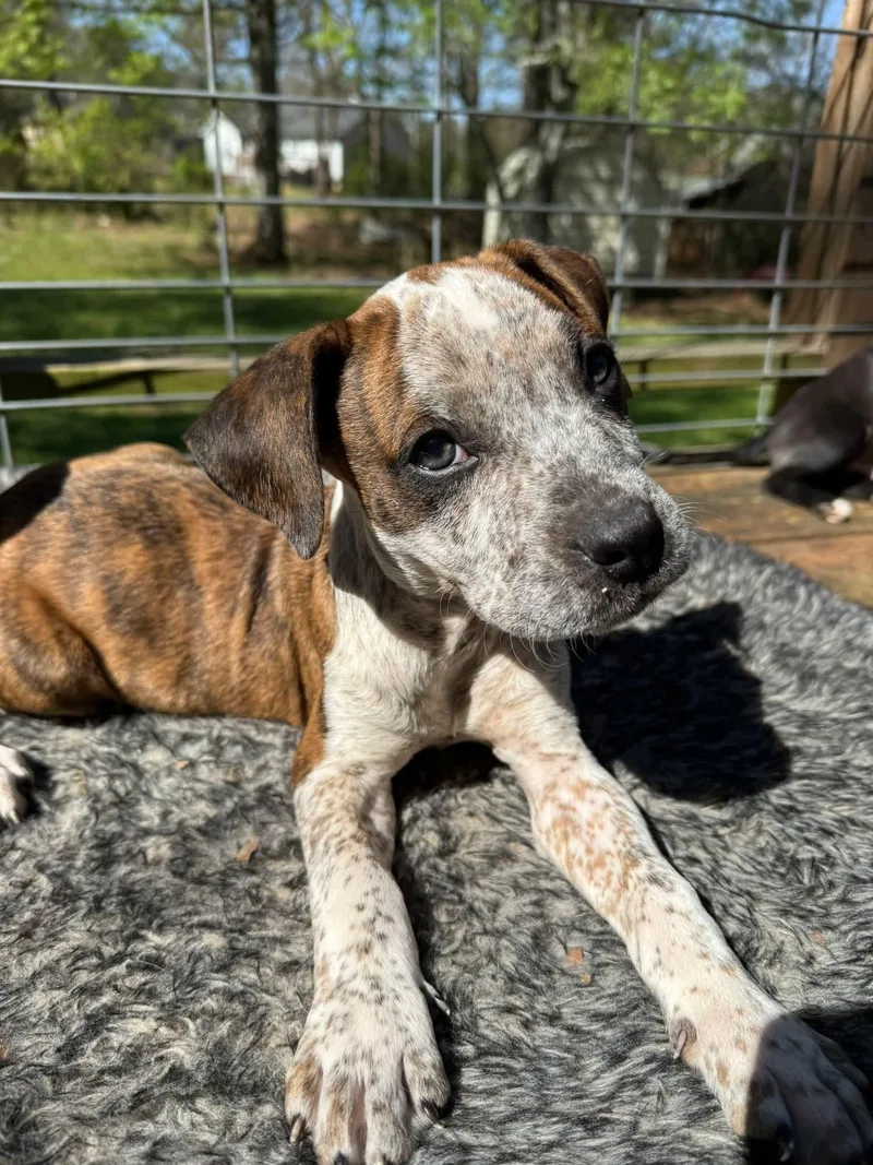 A baby medium-sized male Boxer dog named Benji for adoption in Calhoun, GA