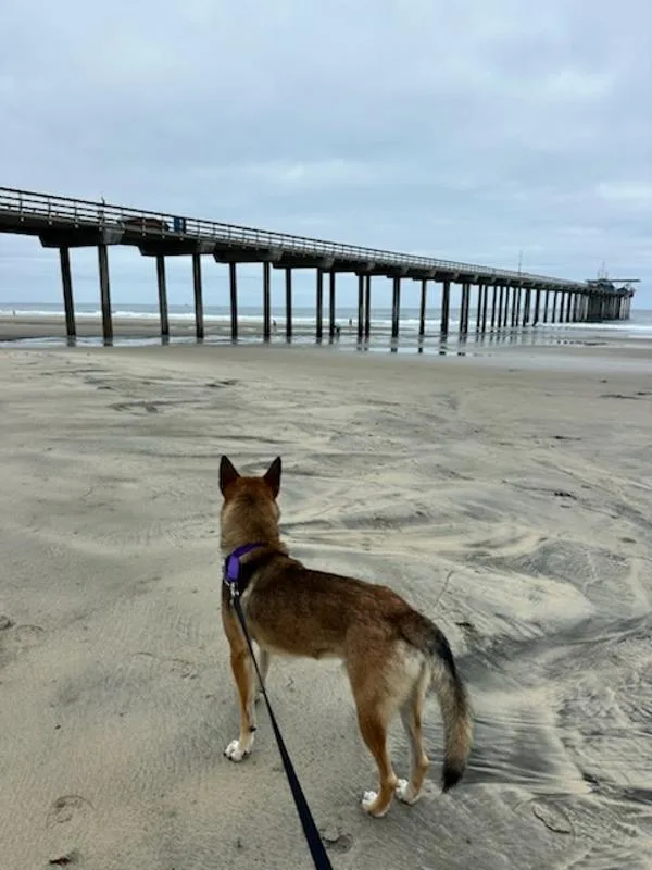 A young medium-sized male Shepherd dog named Shadow for adoption in San Diego, CA