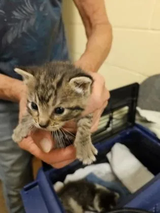A baby small-sized female Domestic Short Hair cat named Elle for adoption in Independence, MO