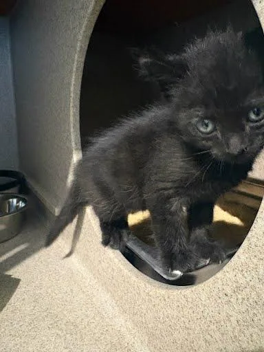 A baby medium-sized male Domestic Short Hair cat named Salem for adoption in Washington, DC