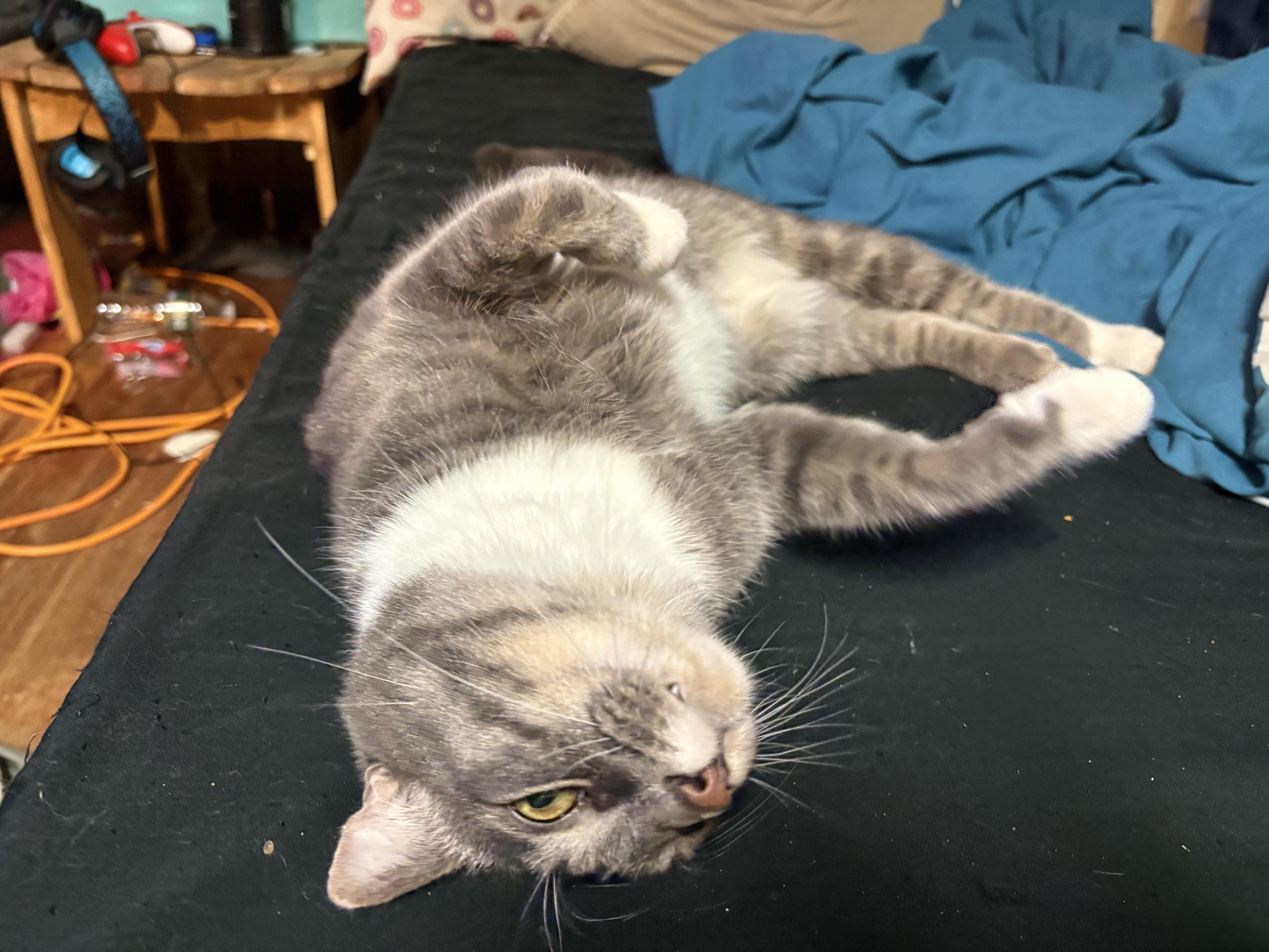 An adult medium-sized male Gray & White Domestic Short Hair cat named Tristan for adoption in Mayfield, NY
