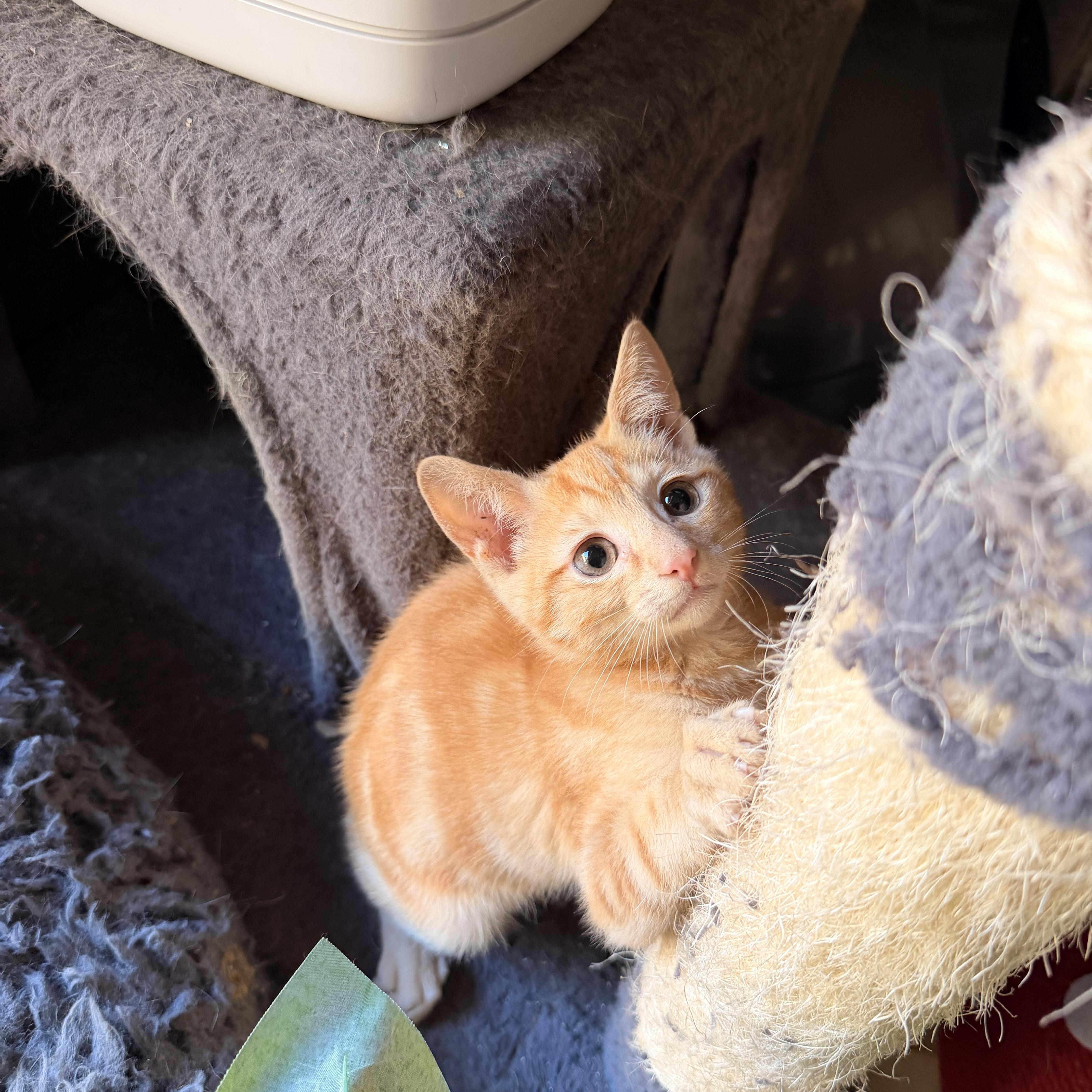 A baby medium-sized male Domestic Short Hair cat named Kimchi for adoption in Davis, CA