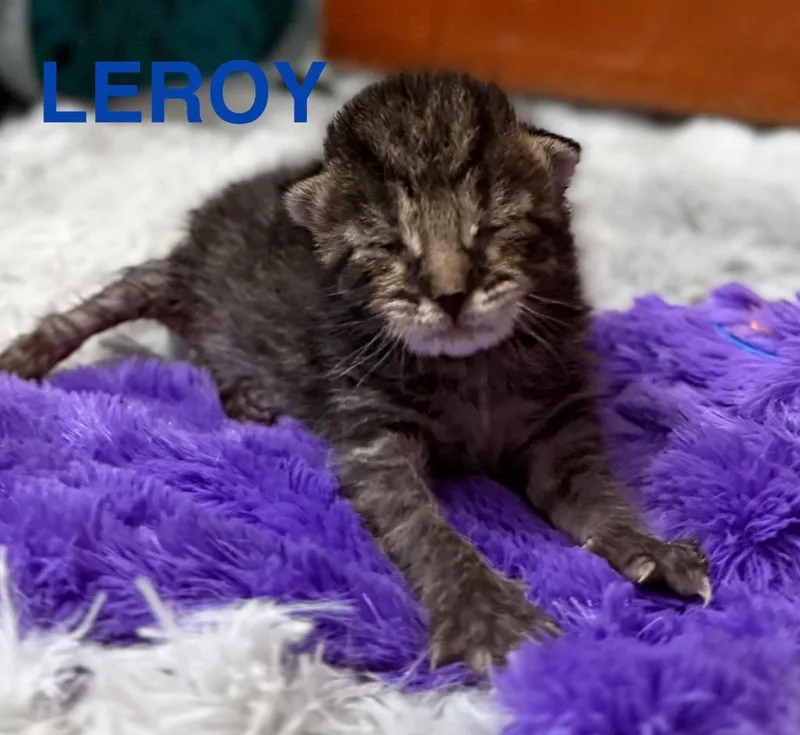 Leroy