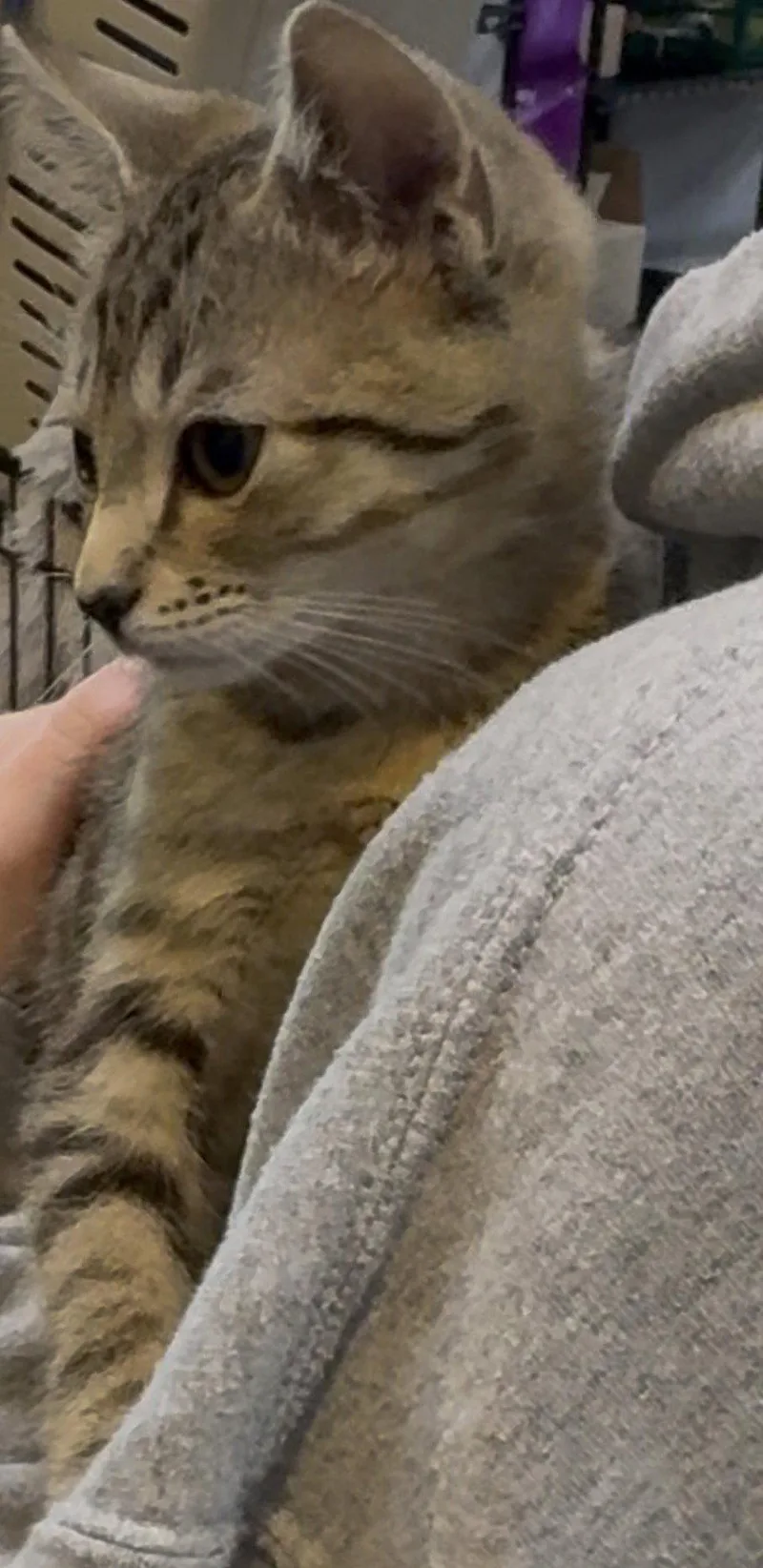 A baby medium-sized male Domestic Short Hair cat named Toyota for adoption in Cuyahoga Falls, OH