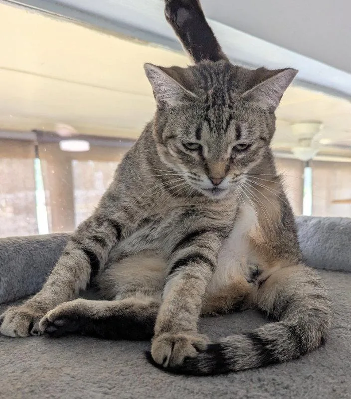 An adult medium-sized female Tabby cat named Reese Whiskerspoon for adoption in Ocala, FL