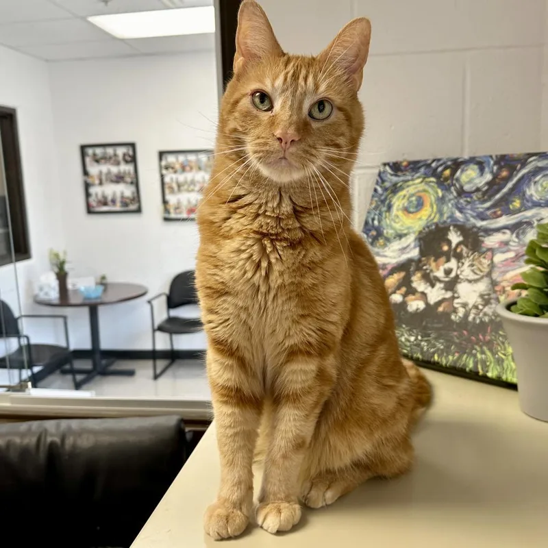 An adult large-sized male Orange / Red Domestic Short Hair cat named Howie for adoption in Middleburg Heights , OH