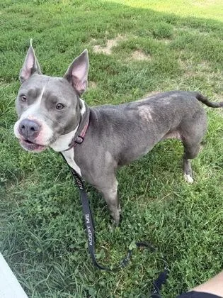 An adult large-sized female Gray / Blue / Silver Pit Bull Terrier dog named Lilah for adoption in Kansas City, MO