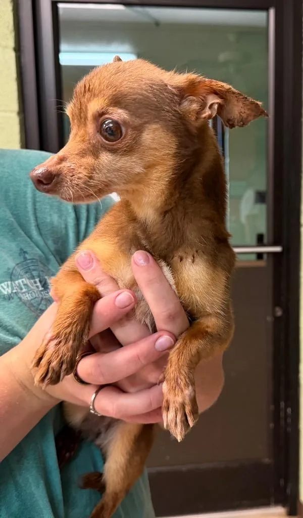 A senior medium-sized female Chihuahua dog named Taco for adoption in Burnsville, NC