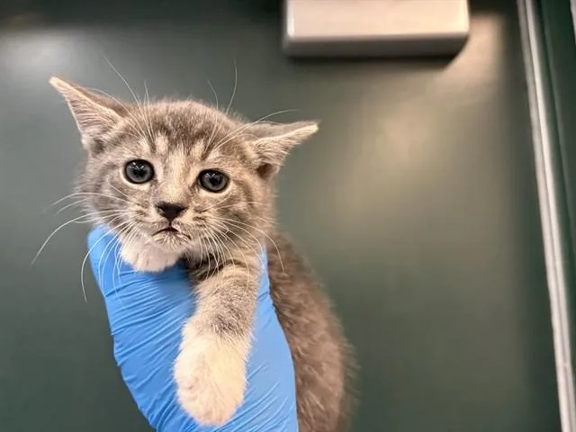 A baby small-sized female Domestic Short Hair cat named Sierra for adoption in Thousand Palms, CA