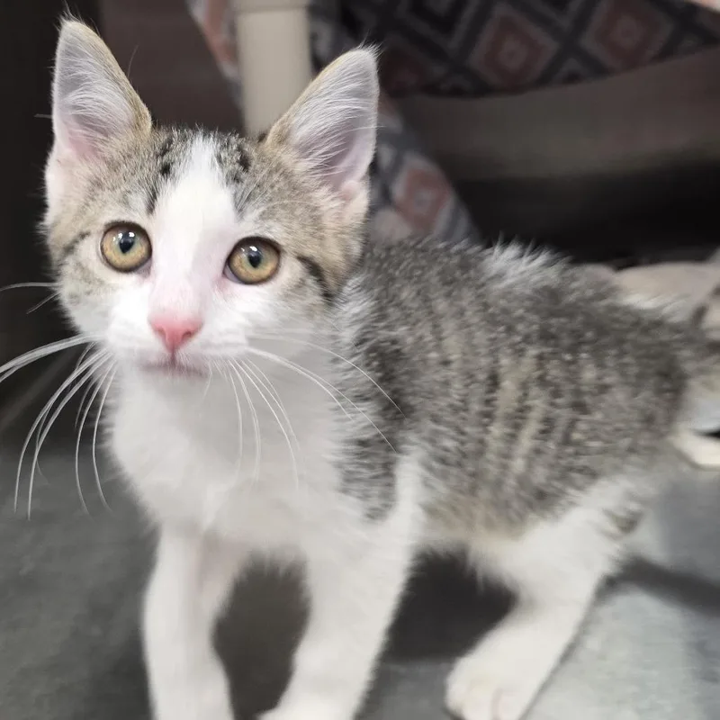 A baby small-sized female White Domestic Short Hair cat named Jade for adoption in Fort Wayne, IN