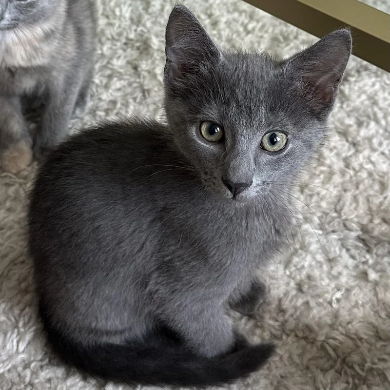 A baby small-sized male Gray / Blue / Silver Domestic Short Hair cat named Mulligan for adoption in Richmond, VA