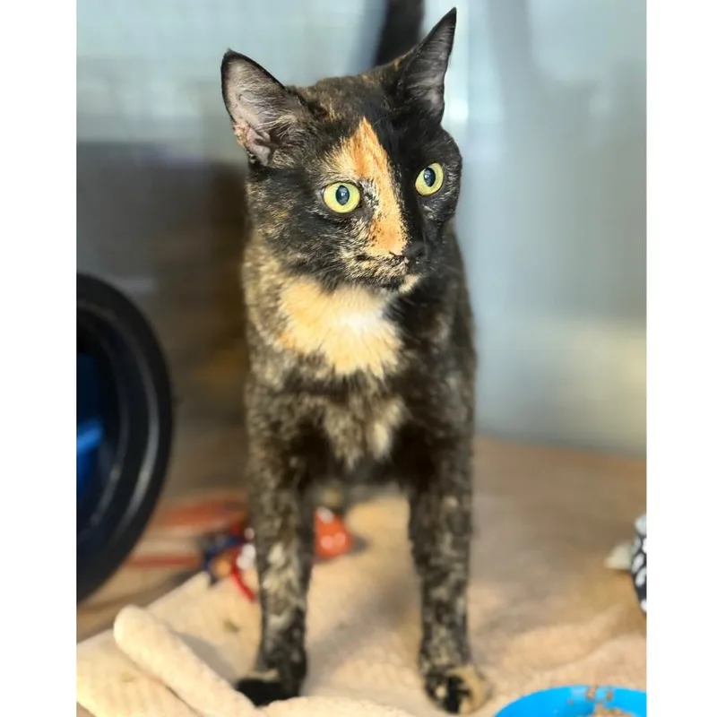 An adult large-sized female Torbie Domestic Short Hair cat named Danica for adoption in Ridgely, MD