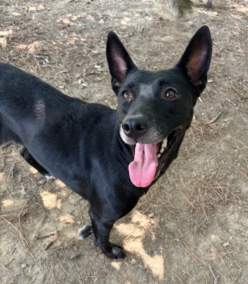 A young medium-sized female Shepherd dog named Tamika for adoption in Little Rock, AR