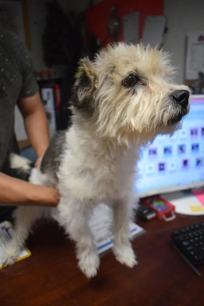 A senior small-sized male Terrier dog named Midas for adoption in Pahrump, NV