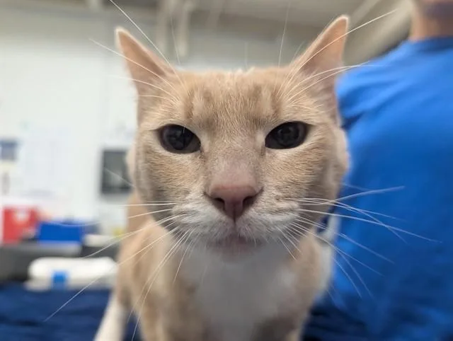 An adult medium-sized male Domestic Short Hair cat named Bob for adoption in Camarillo, CA