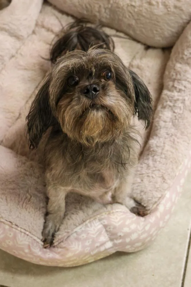 An adult small-sized male Shih Tzu dog named Quinly for adoption in TUCSON, AZ