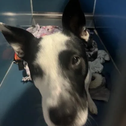 A young medium-sized male Mixed Breed dog named Newsie for adoption in Merriam, KS