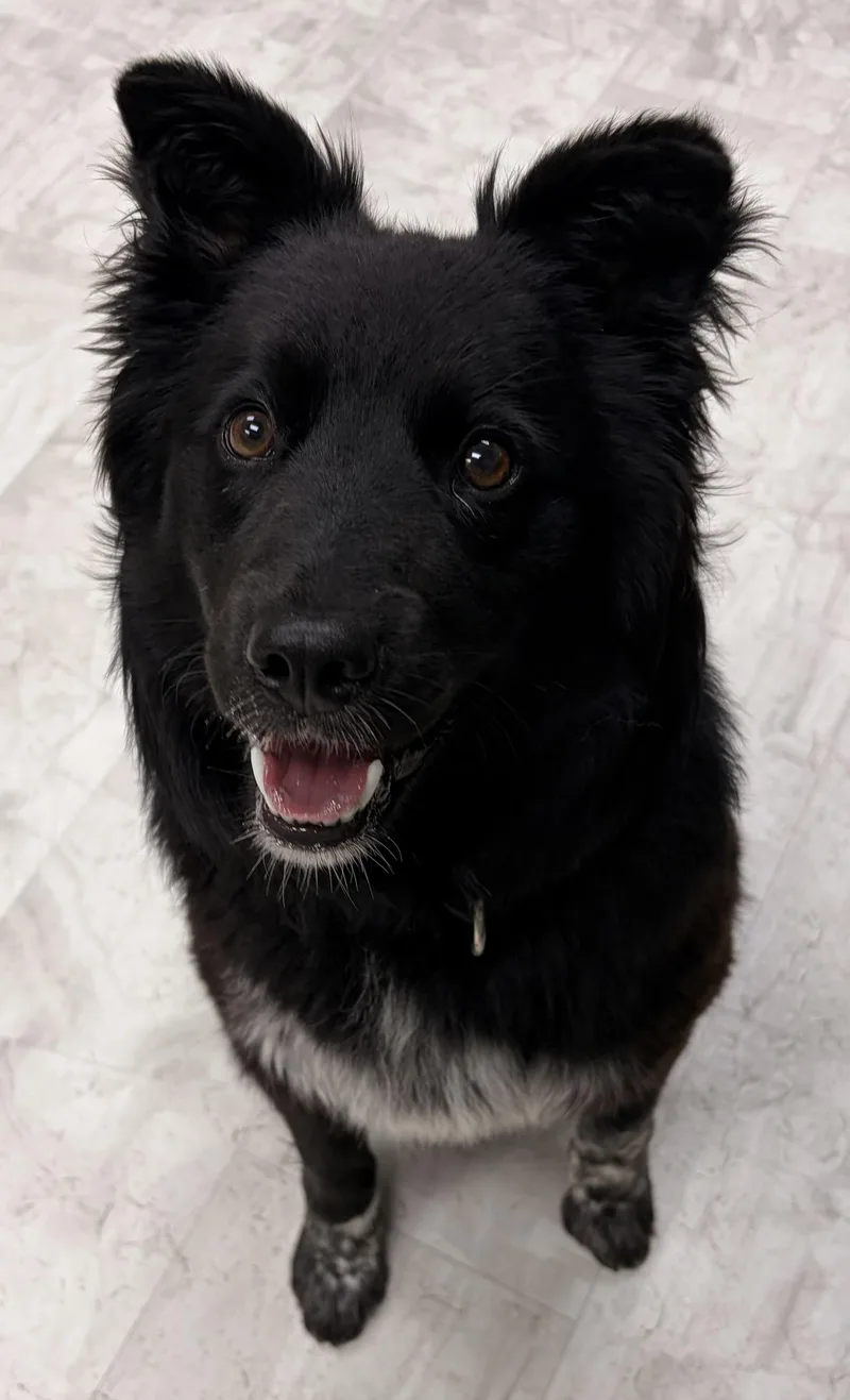 A young medium-sized female Black Border Collie dog named Iris for adoption in Neillsville, WI