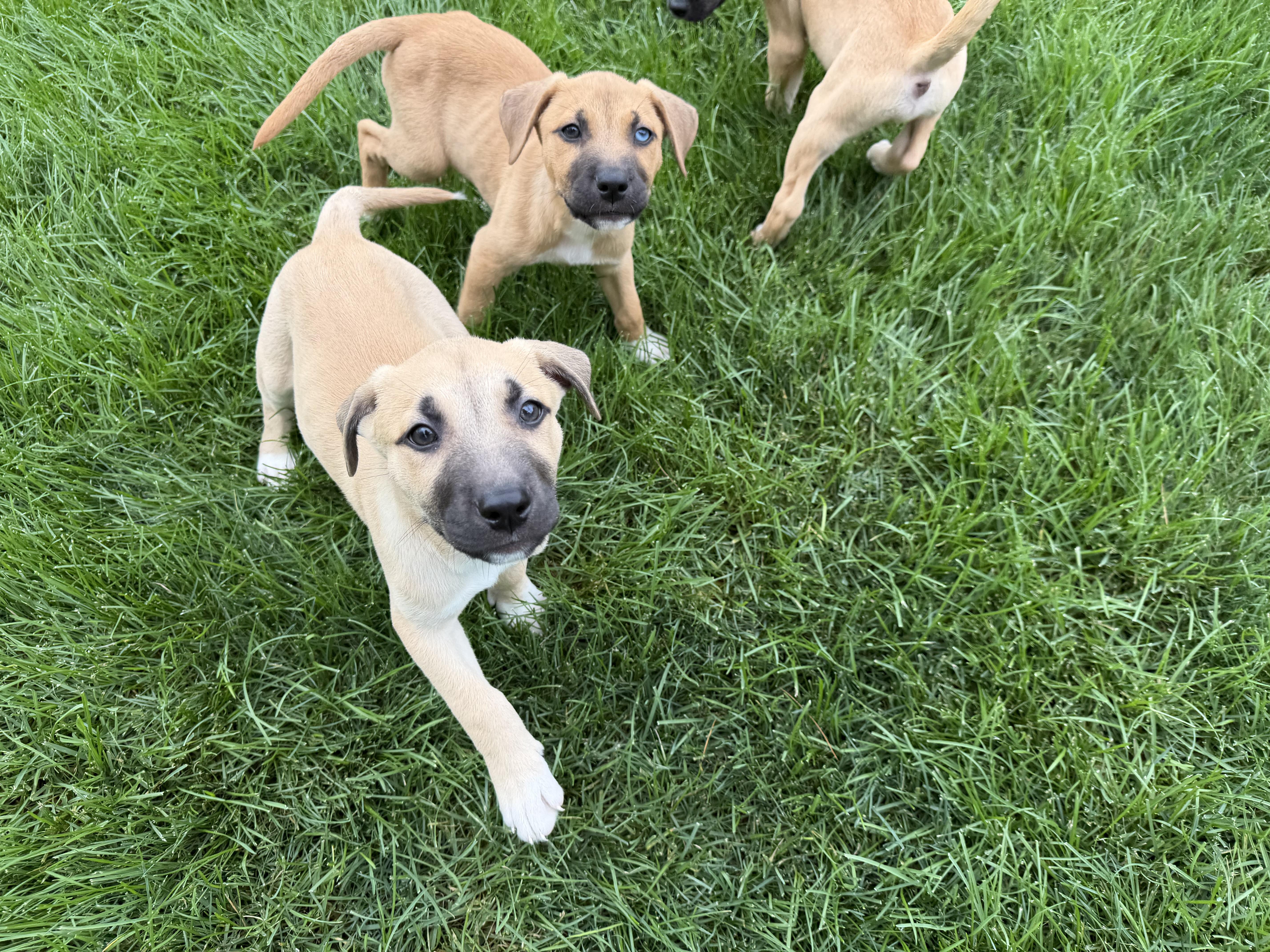 A baby medium-sized male Hound dog named Cheesie for adoption in Lewis Center, OH