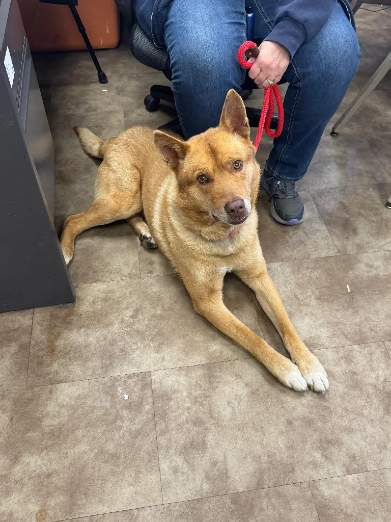 An adult large-sized male Jindo dog named Jk Growling for adoption in Springfield, OH