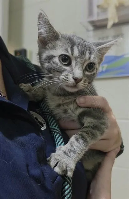 A baby small-sized female Domestic Short Hair cat named Neptune for adoption in Saint Peters, MO