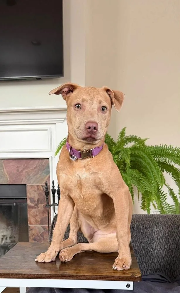 A baby medium-sized female Terrier dog named Honey for adoption in Grove City, OH