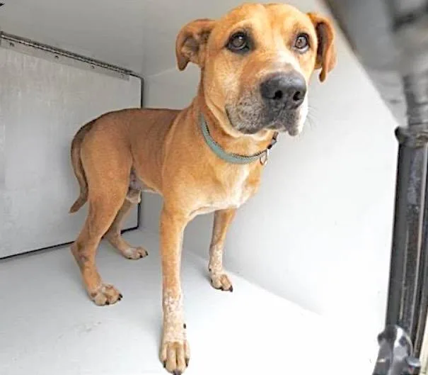 An adult medium-sized male German Shepherd Dog dog named A for adoption in Houston, TX
