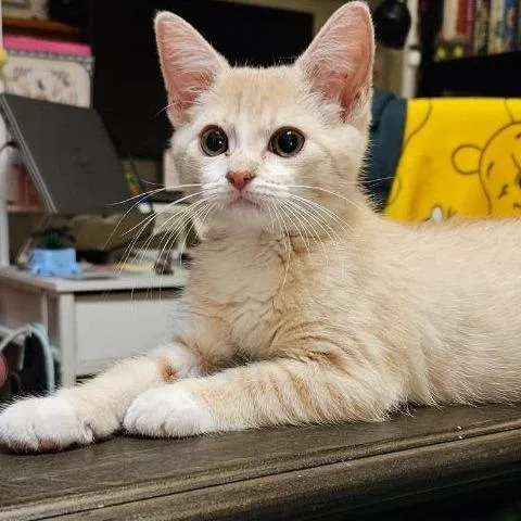 A baby small-sized female Domestic Short Hair cat named Goldie Pheasant for adoption in Cincinnati, OH