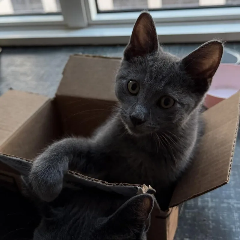 An adult small-sized female Gray / Blue / Silver Domestic Short Hair cat named Simone for adoption in Los Angeles, CA