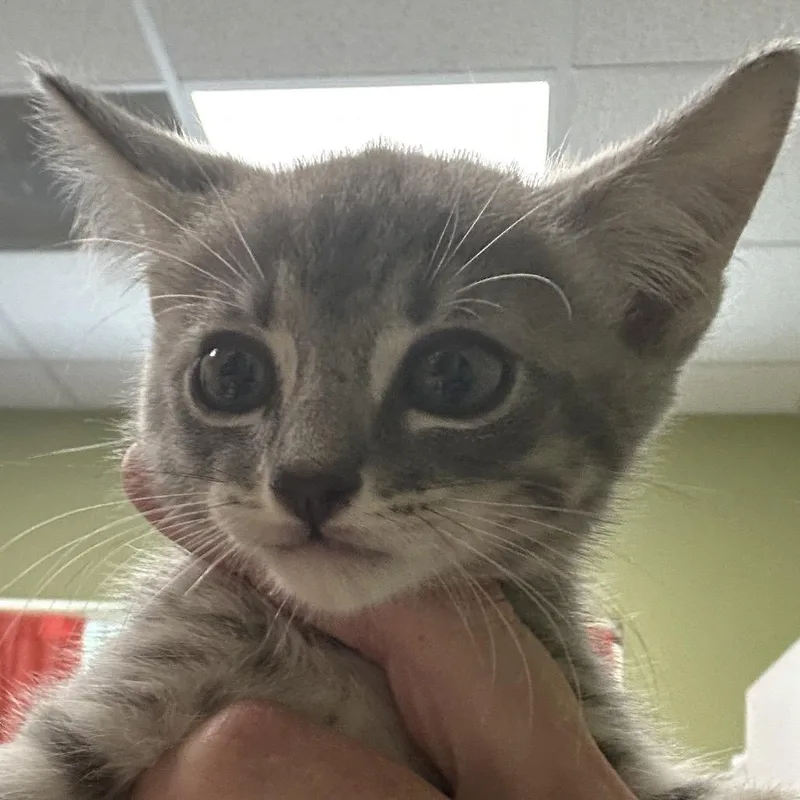 A baby small-sized male Domestic Medium Hair cat named Rex for adoption in Kyle, TX