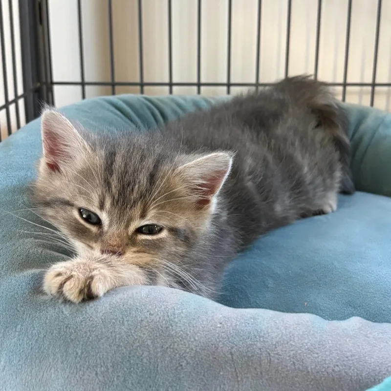 Monkey thumbnail 5