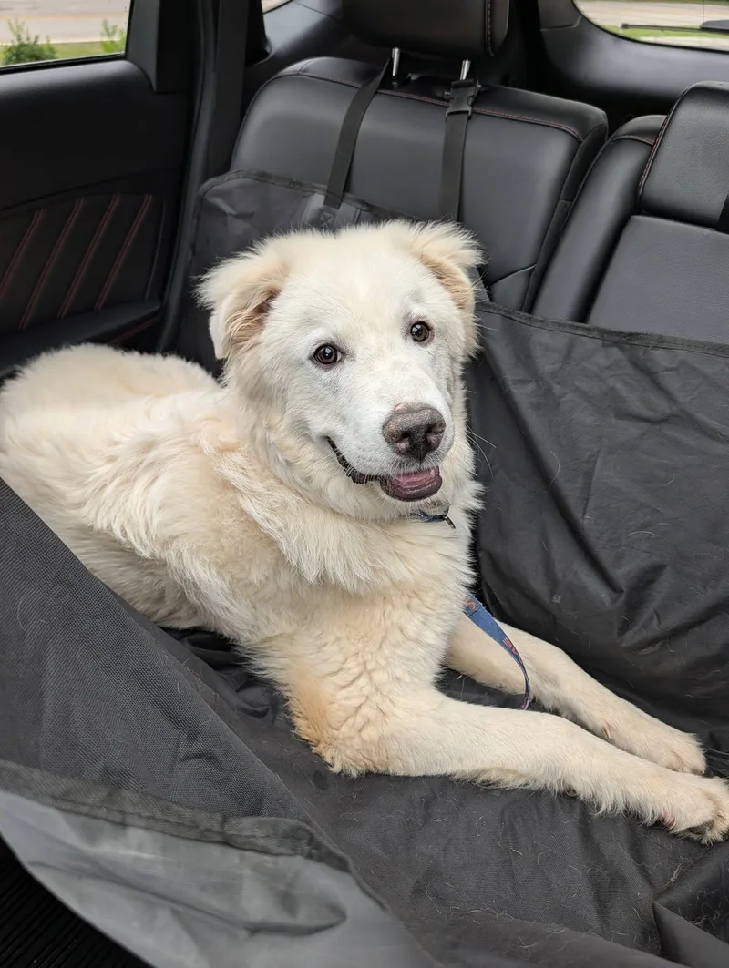 A young medium-sized male Great Pyrenees dog named Hugo for adoption in Greenville, SC