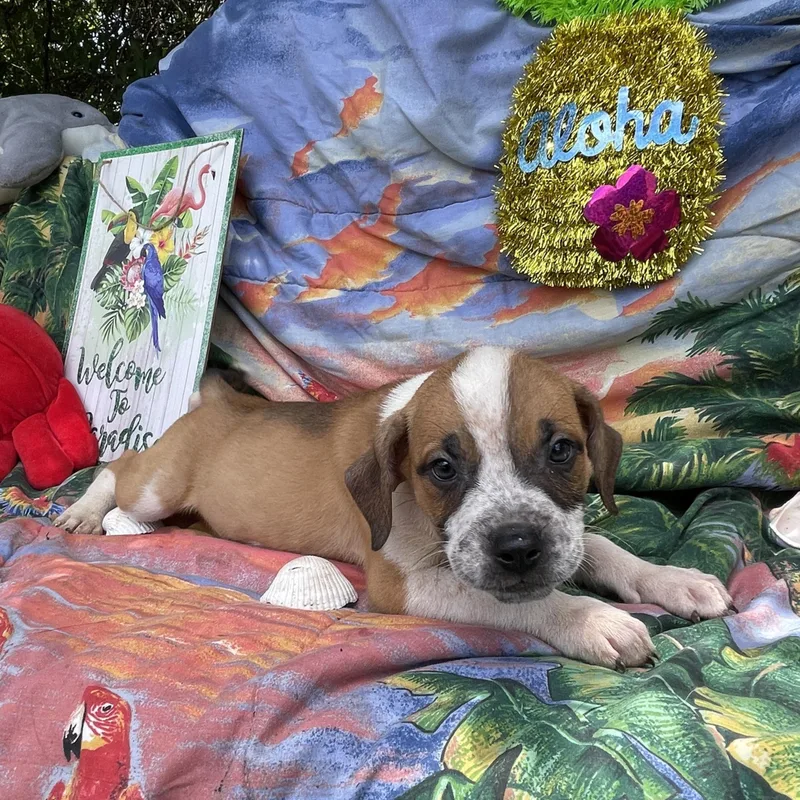 A baby medium-sized male Boxer dog named Cosmo for adoption in Sebring, FL