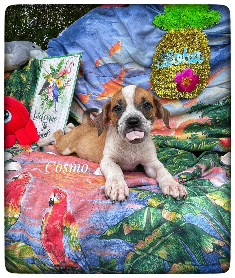 Cosmo thumbnail 2