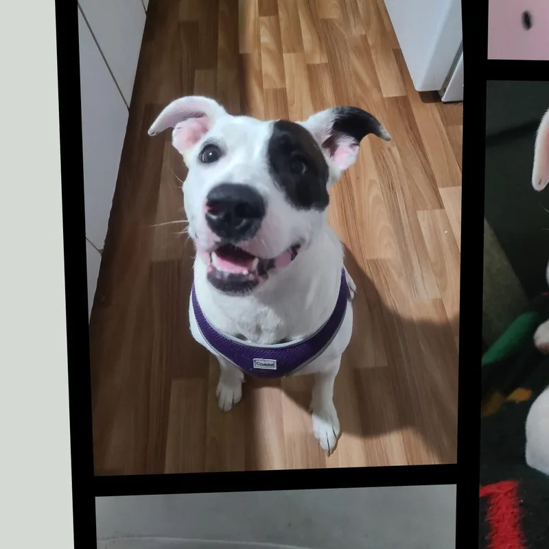 Nellie Sophia Cutiebear