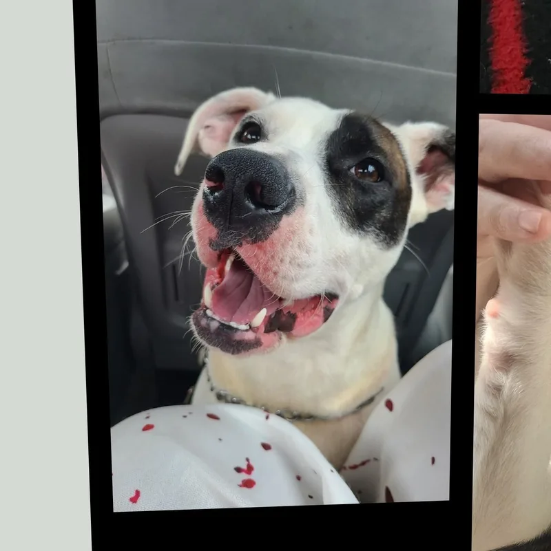 Nellie Sophia Cutiebear thumbnail 2