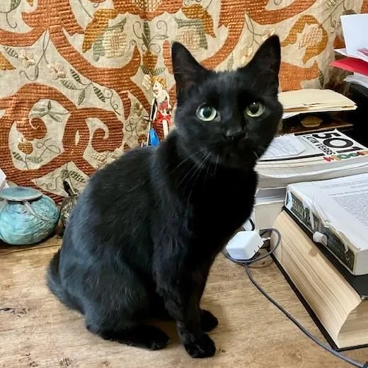 A senior medium-sized female Black Domestic Short Hair cat named Midnight for adoption in Chicago, IL