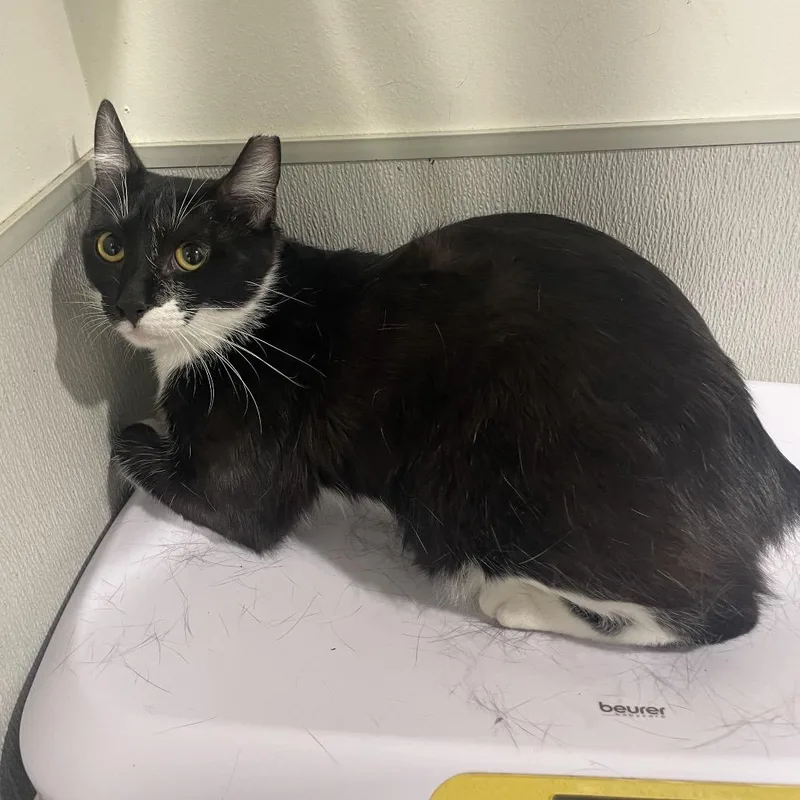 A young medium-sized female Black Domestic Short Hair cat named Mini Fig for adoption in Tampa, FL