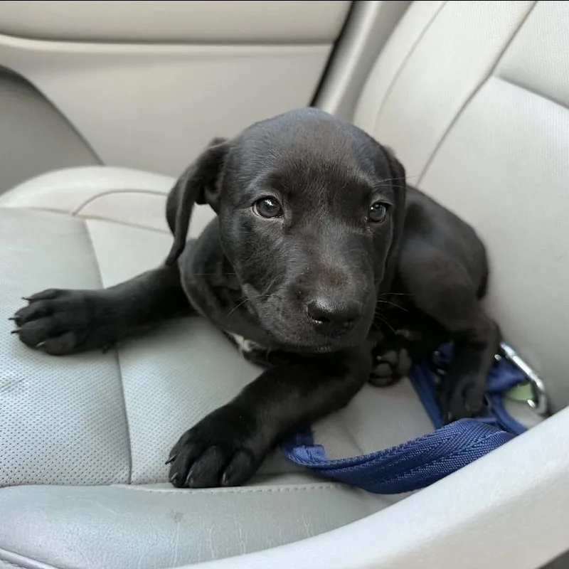 A baby medium-sized female Black Chesapeake Bay Retriever dog named Dahlia for adoption in Lincoln, NE