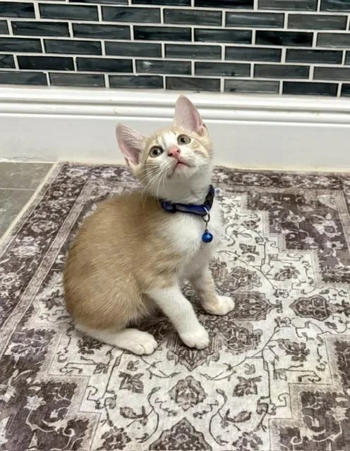 A baby small-sized male Orange & White American Shorthair cat named Jax for adoption in Maitland, FL